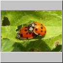 Adalia decempunctata - Zehnpunkt - 01.jpg